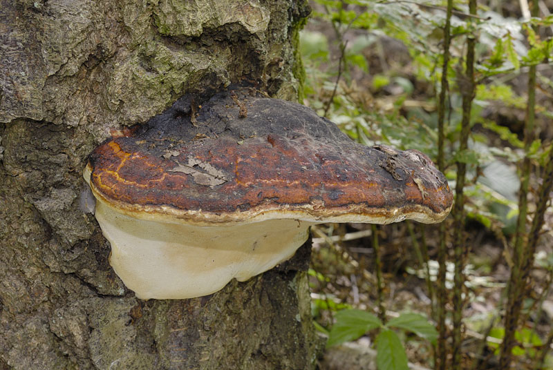Fomitopsis pinicola